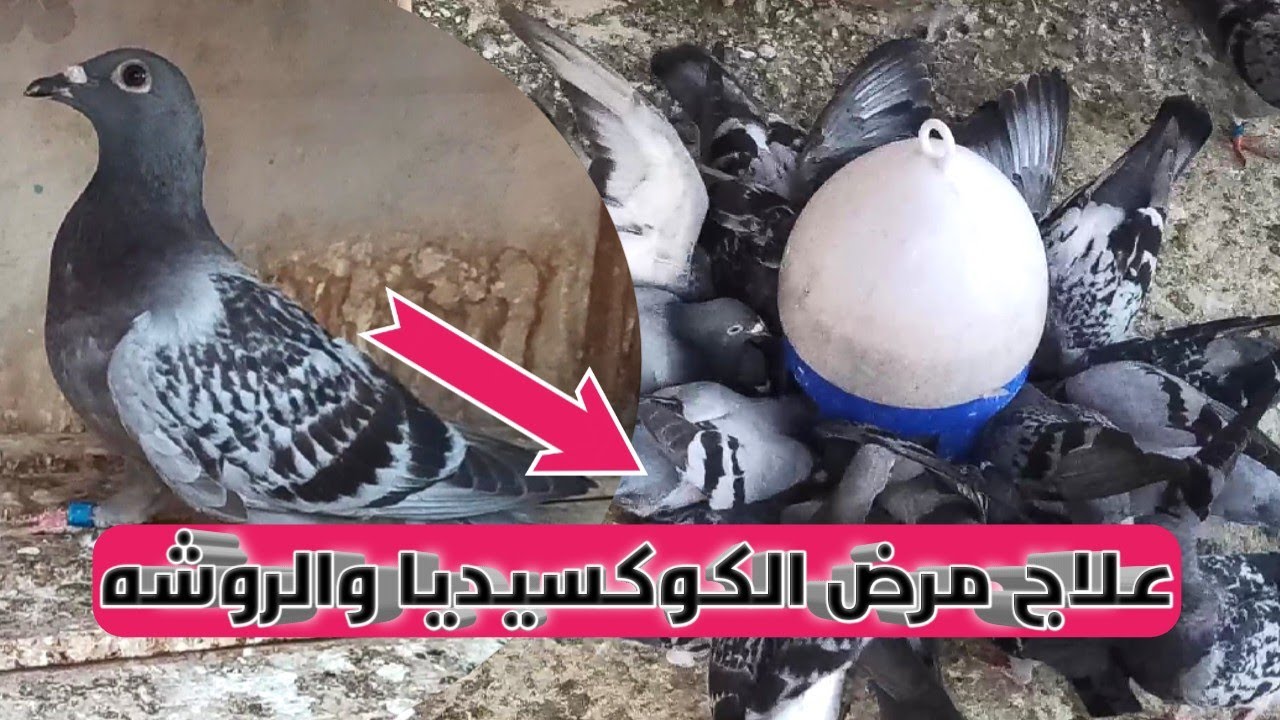 اسباب مرض الروشه وعلاج الحمام الزاجل منها لو حمامك عندو روشه شوف الفيديو بسرعه