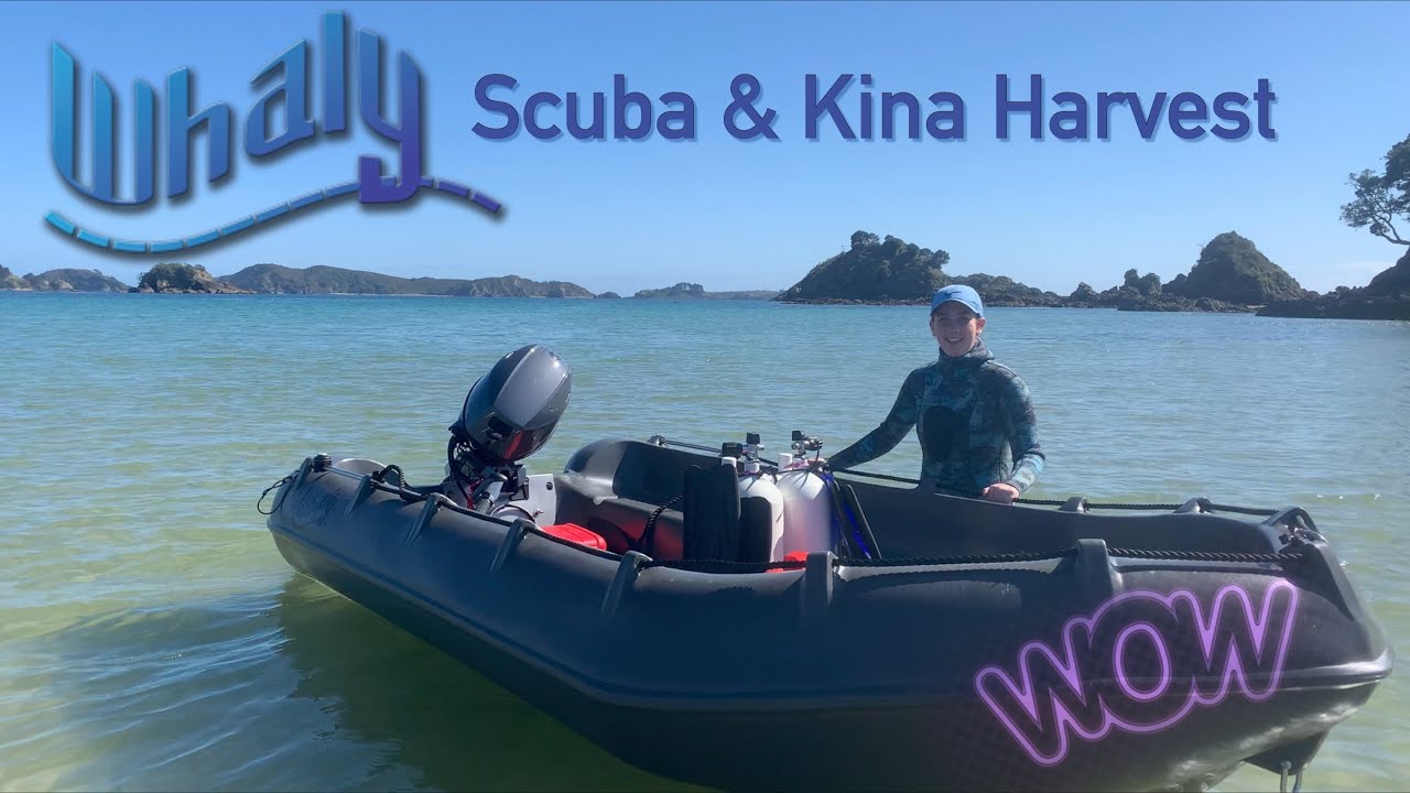 Whaly 370 Scuba & Kina Harvest