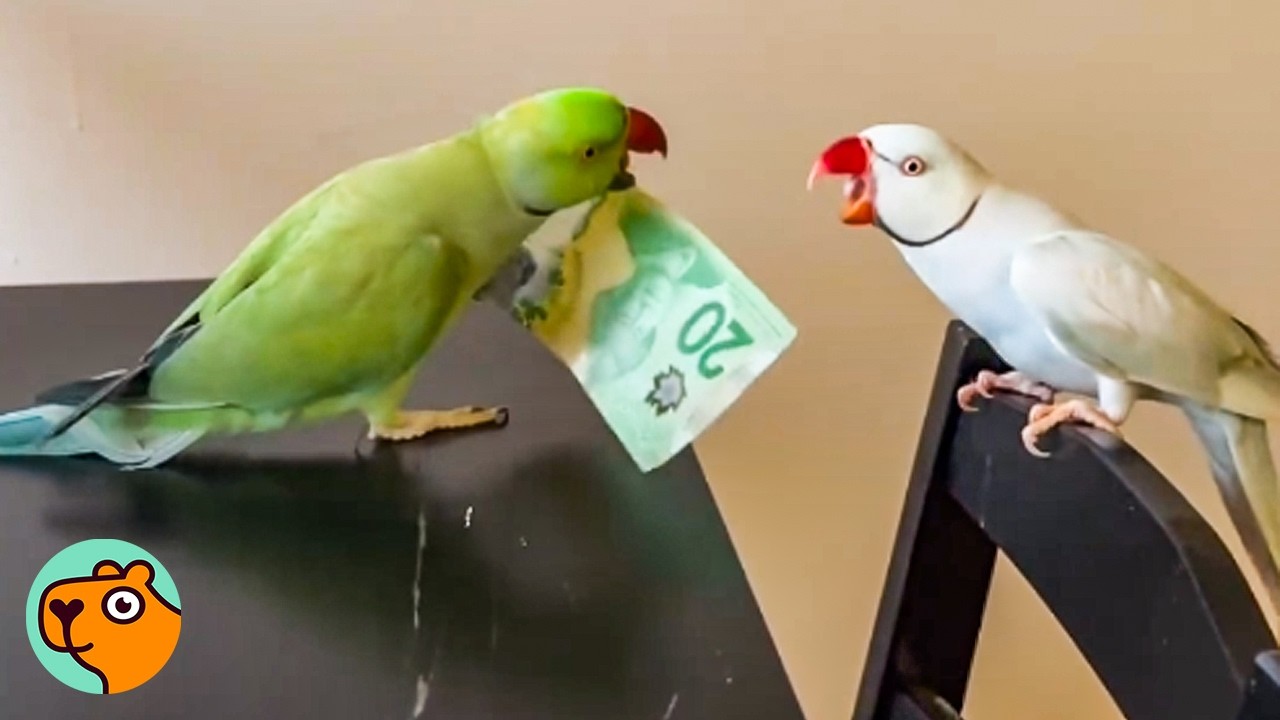 Parrots Make Their Families Roll On The Floor Laughing | Cuddle Buddies