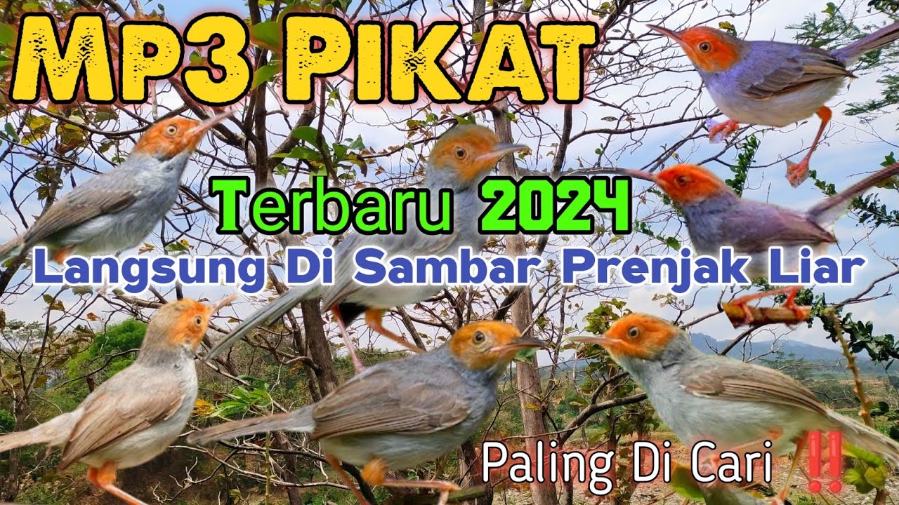 Pikat Prenjak Kepala Merah Ribut Memanggil Prenjak Liar Paling Ampuh 💯‼️