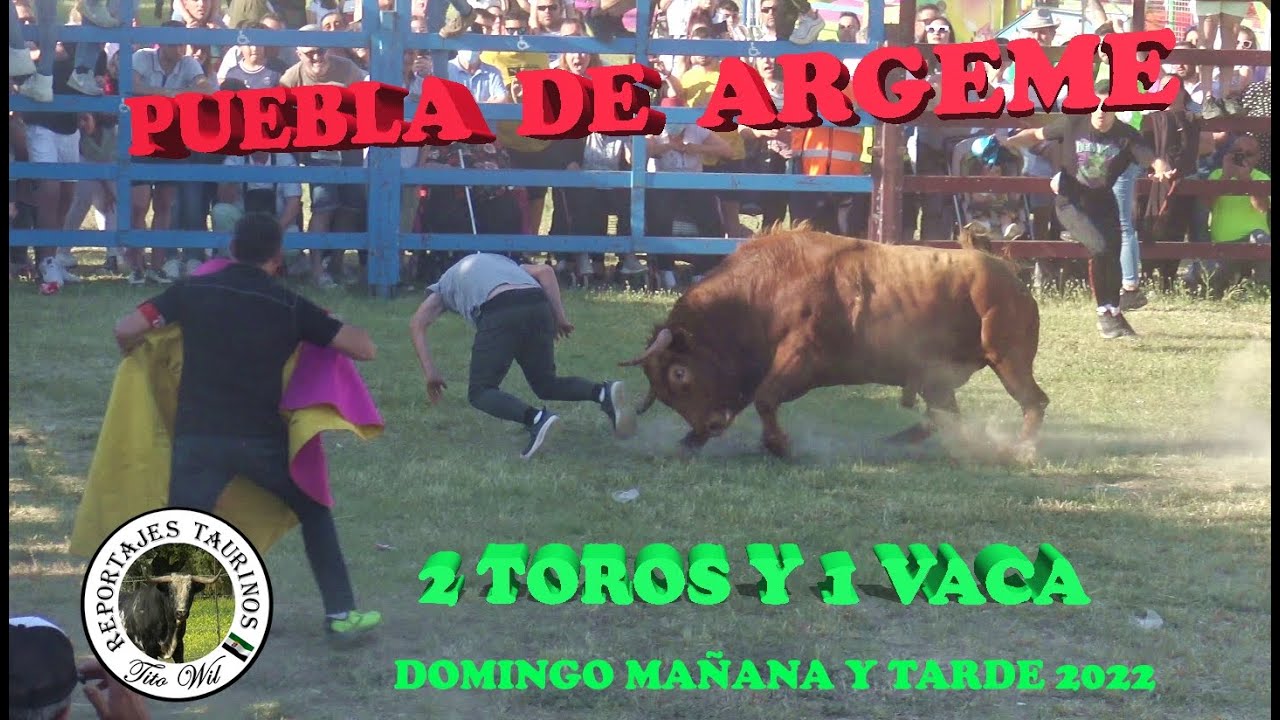 PUEBLA DE ARGEME   2 TORAZOS Y 1 VACA  DOMINGO  08-05-2022