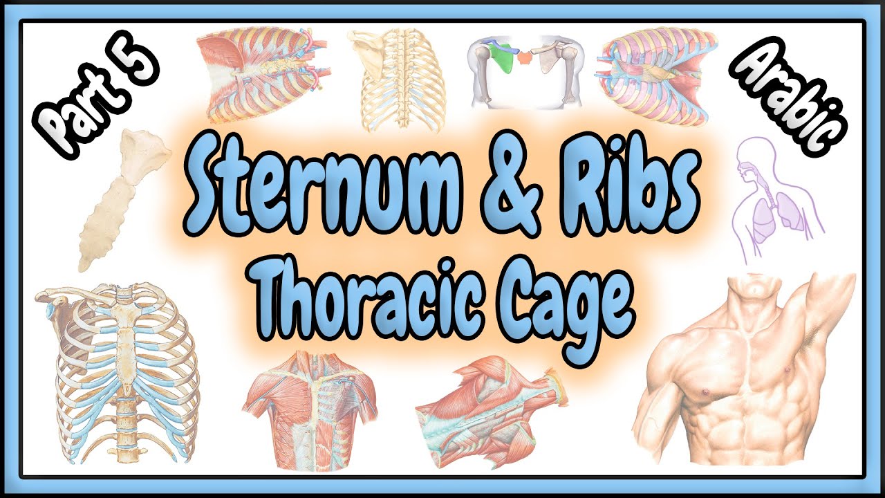 72. The Sternum || The Ribs || The Thoracic Cage (Ribcage) || عظمة القص - الأضلاع - القفص الصدري