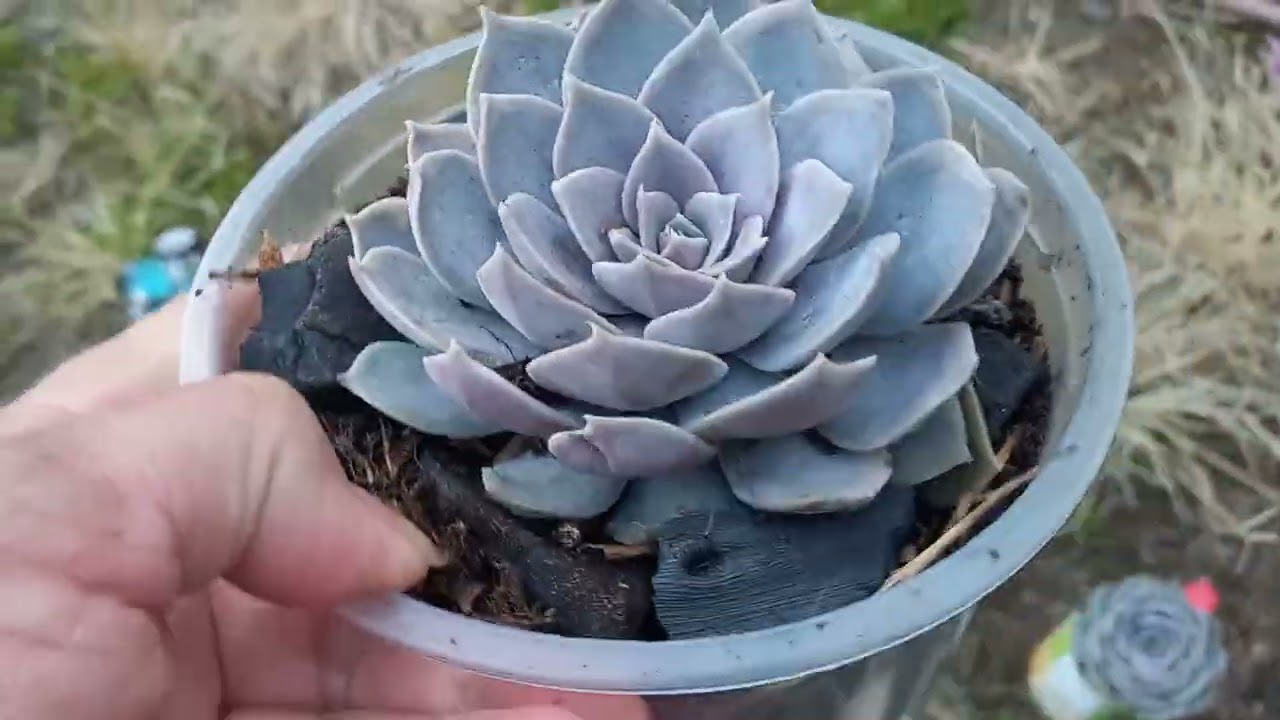 Acabou a bateria bem na hora que estava mostrando elas plantadas