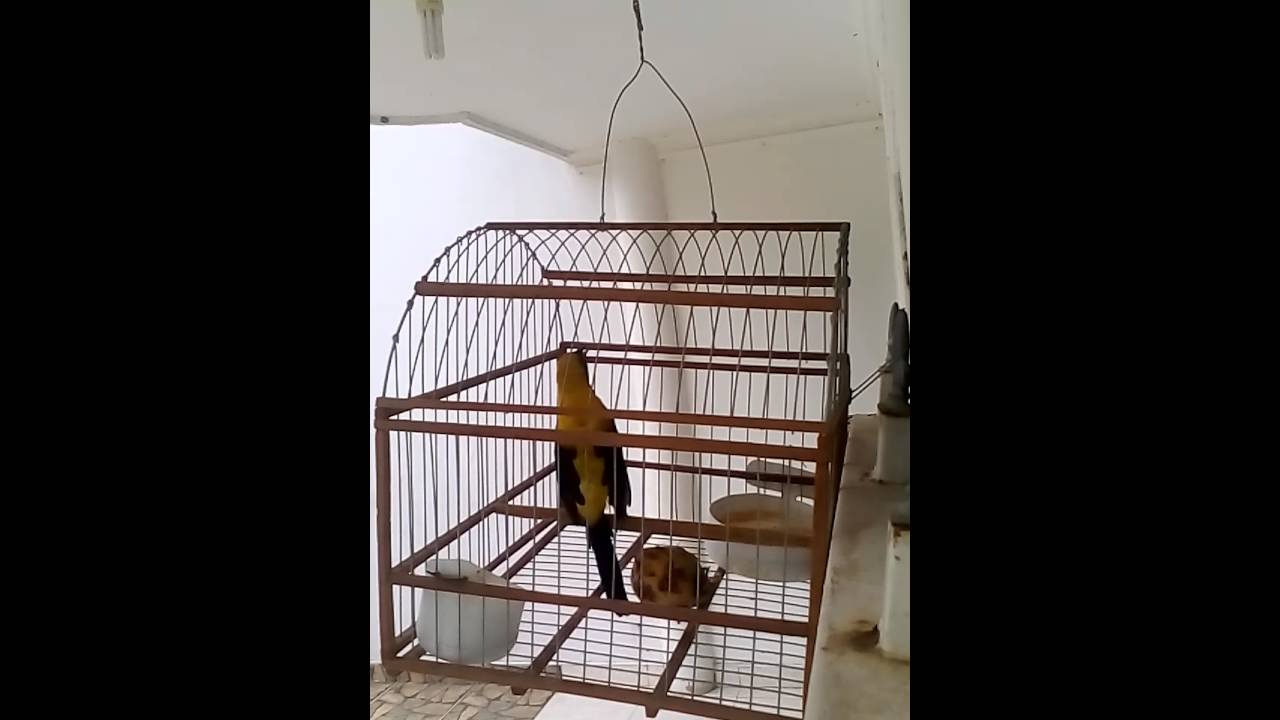 Toche serrano la cuchilla
