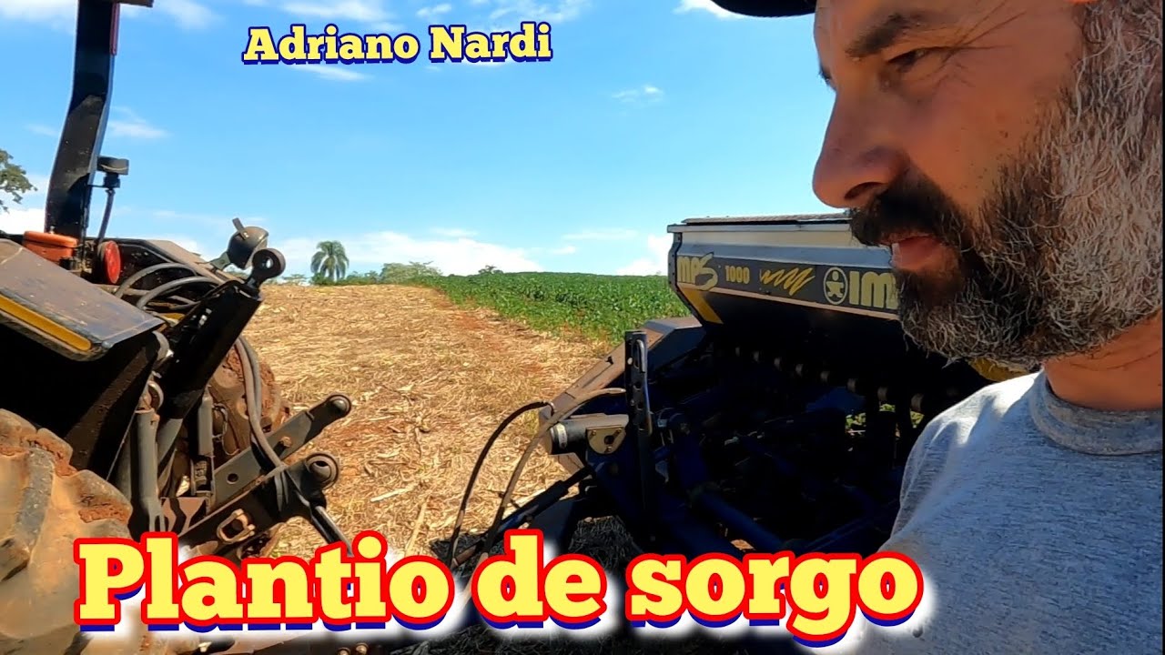 Plantando sorgo Qualisilo para silagem. Janeiro de 2026. 