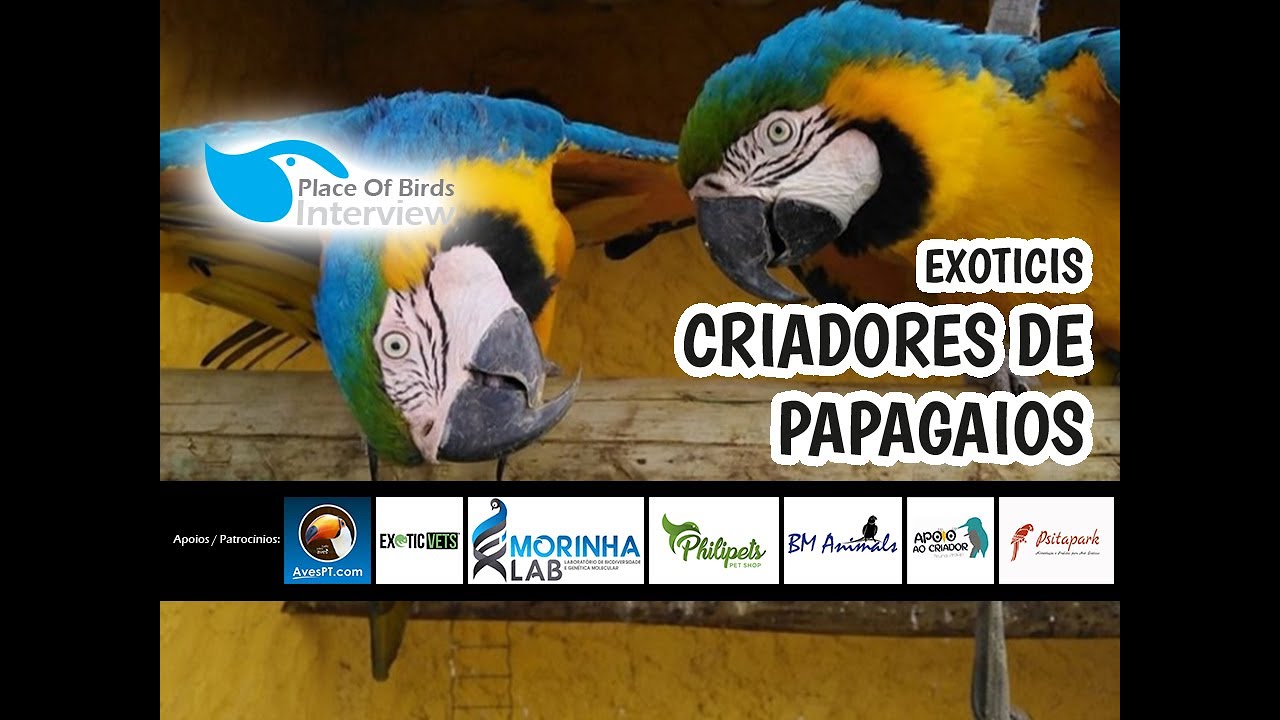EXOTICIS - CRIADORES DE PAPAGAIOS E ARARAS!