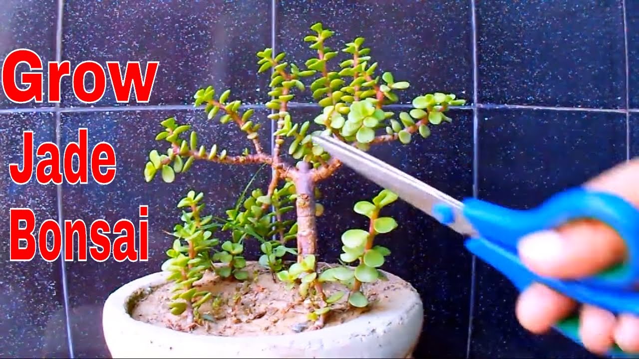 जेड पौधे से बनाये बोन्साई /How to Prune Jade Bonsai /Bonsai Tips-18 Oct 2017/Mammal Bonsai