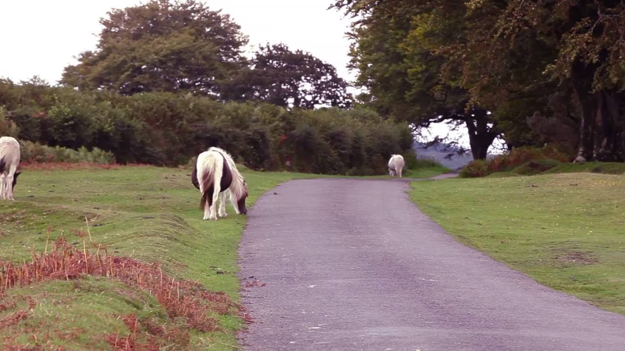 Tavistock Camping and Caravanning Club Site