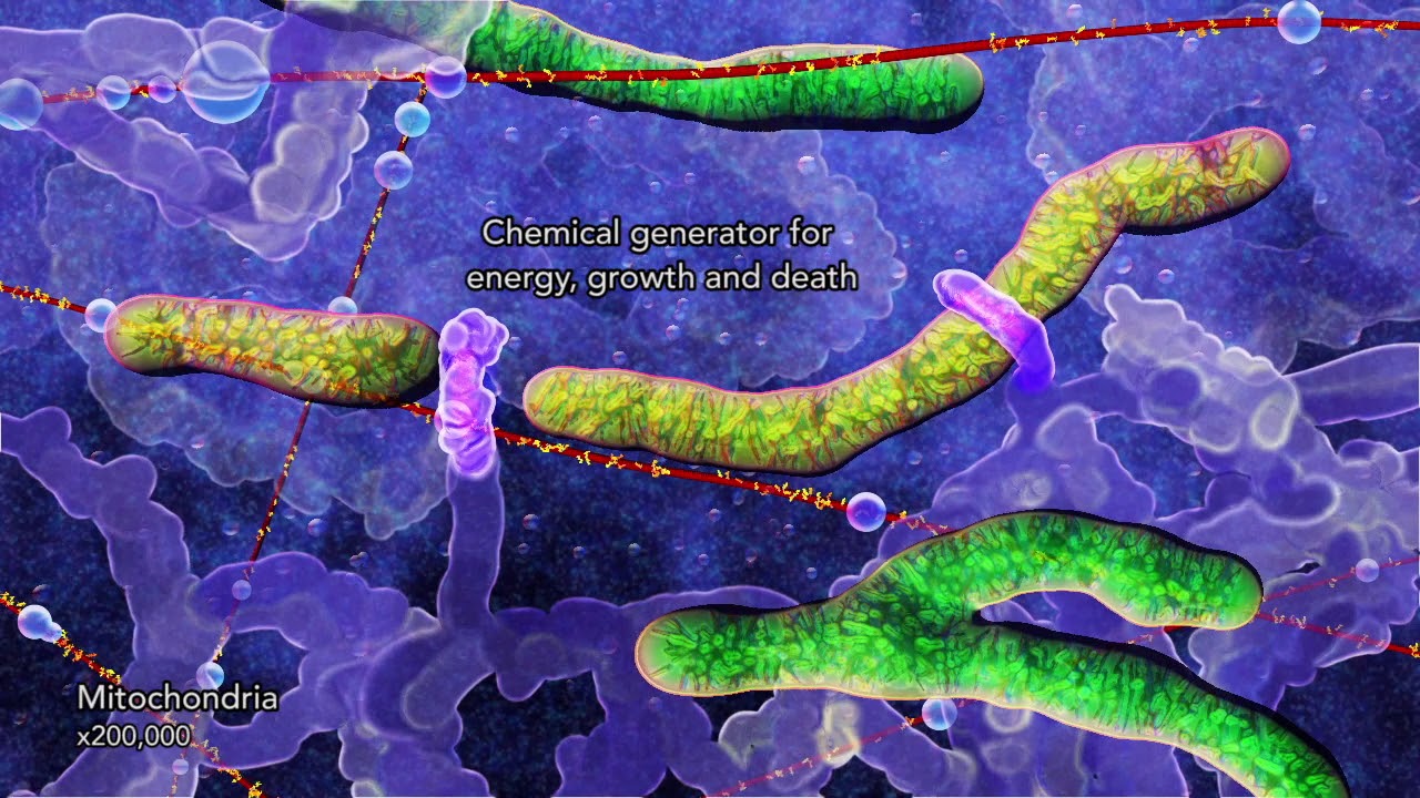 Organelles of a human cell (2014) by Drew Berry and Etsuko Uno wehi.tv