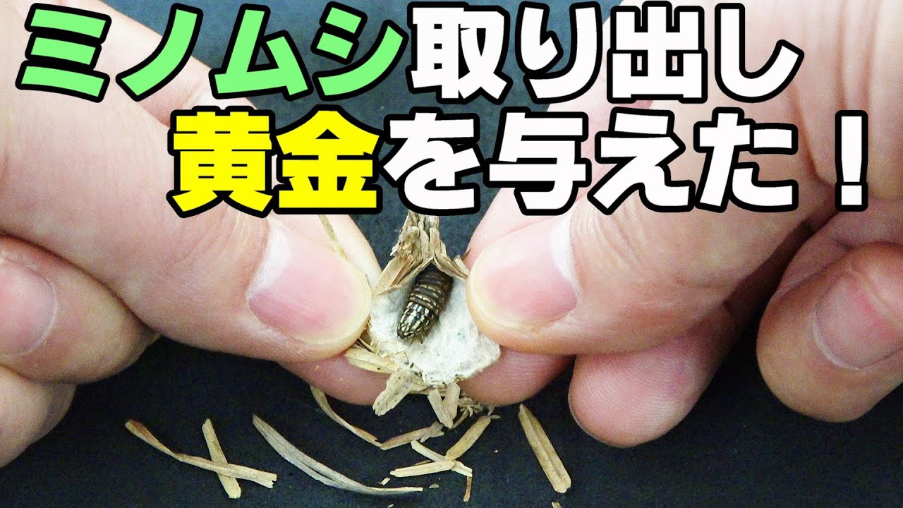 ミノムシに金をあげたら、予想外の結果に！【夏休みの自由研究】