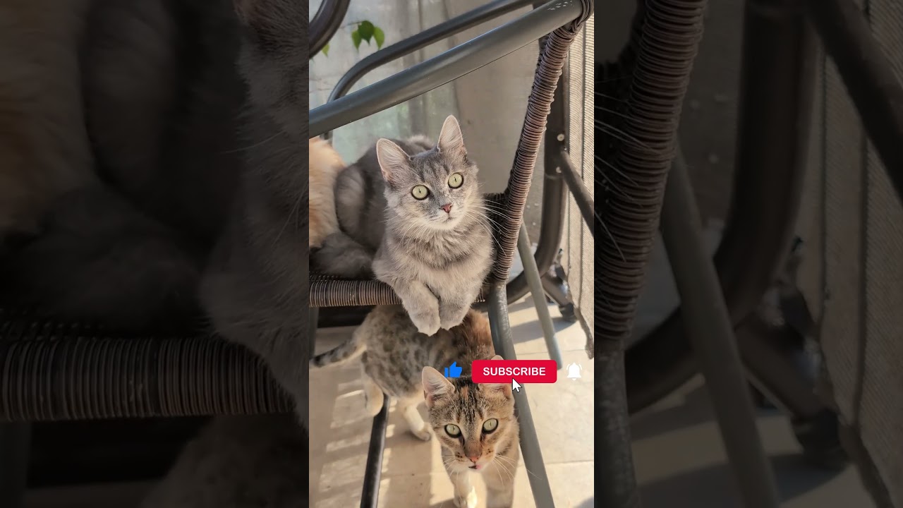 Por que os gatos t&ecirc;m um olfato excelente