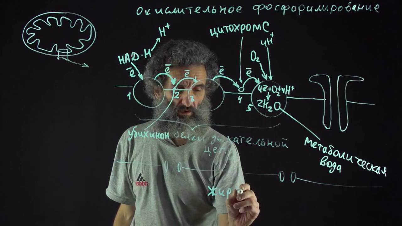 Цитология. Лекция 54. Окислительное фосфорилирование