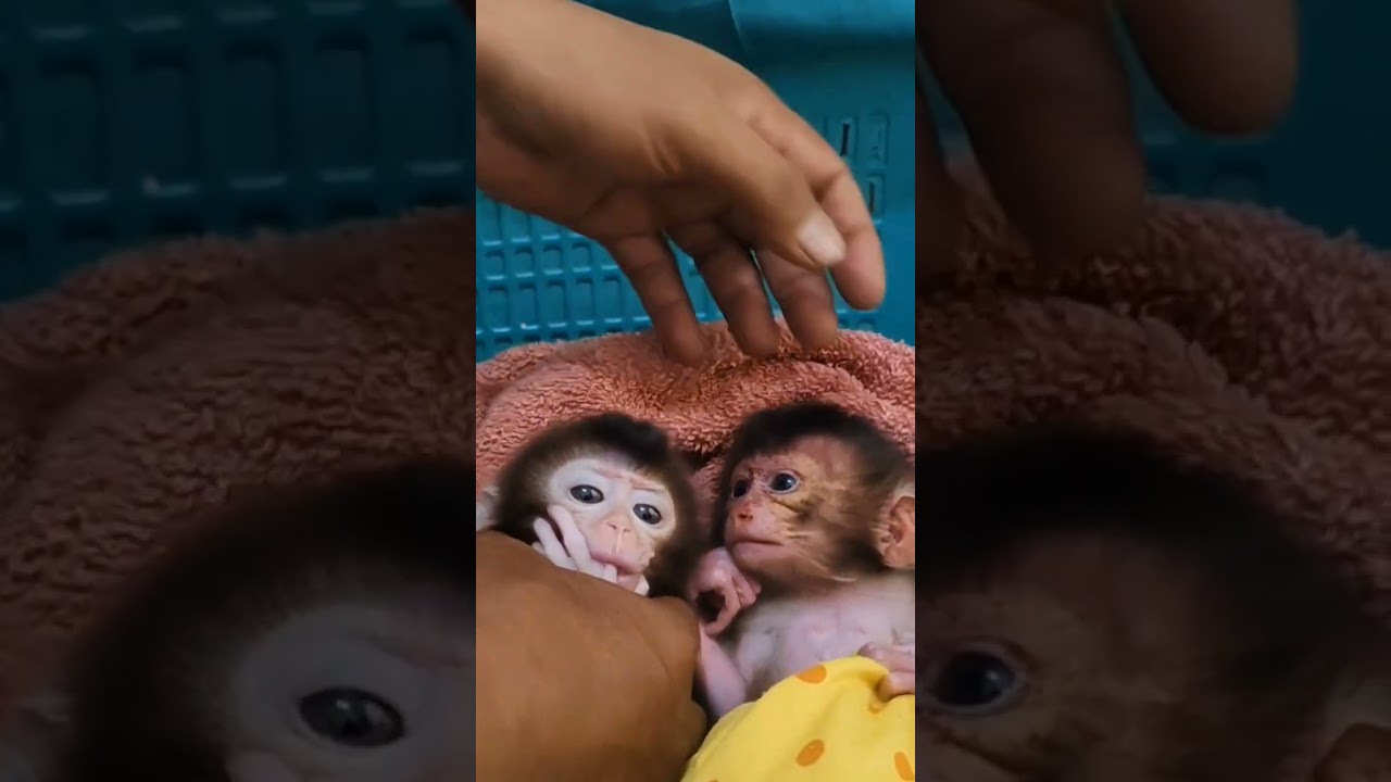 The skin of this newborn baby monkey is still red. #adorablebabymonkey #babymonkey #cutebabymonkey
