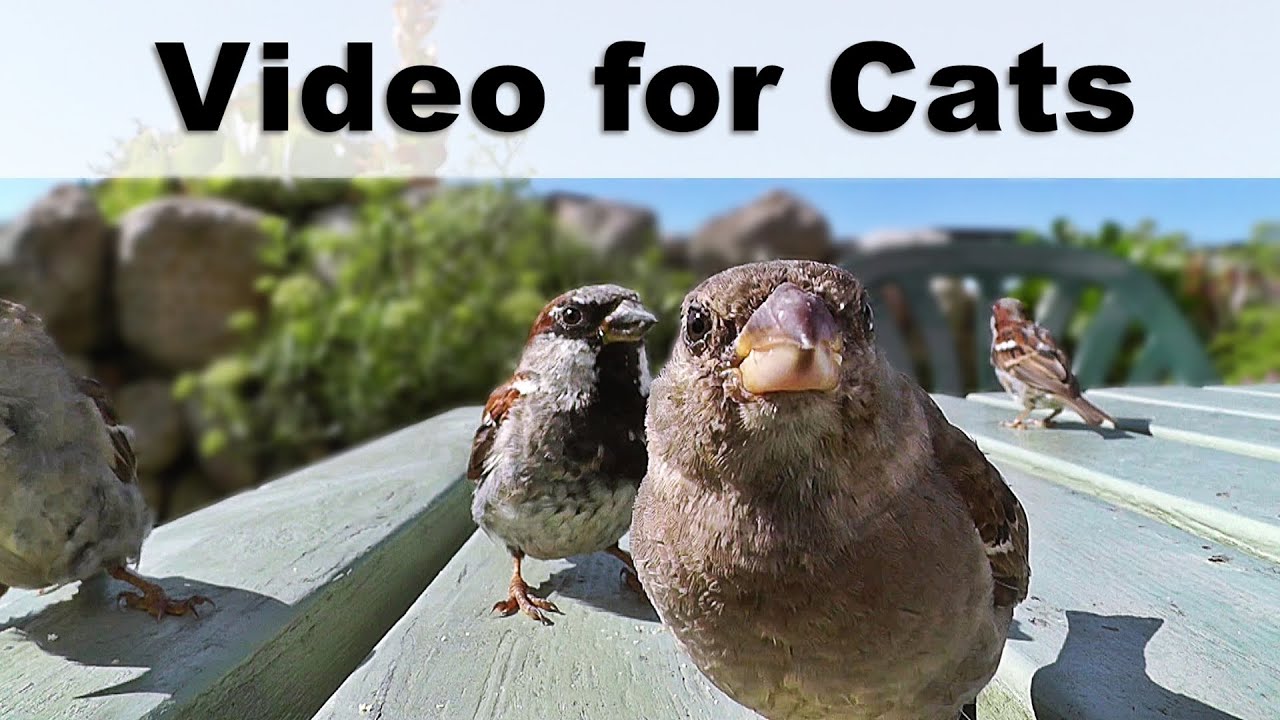 Sounds for Cats to Go Crazy - Birds at The Cafe