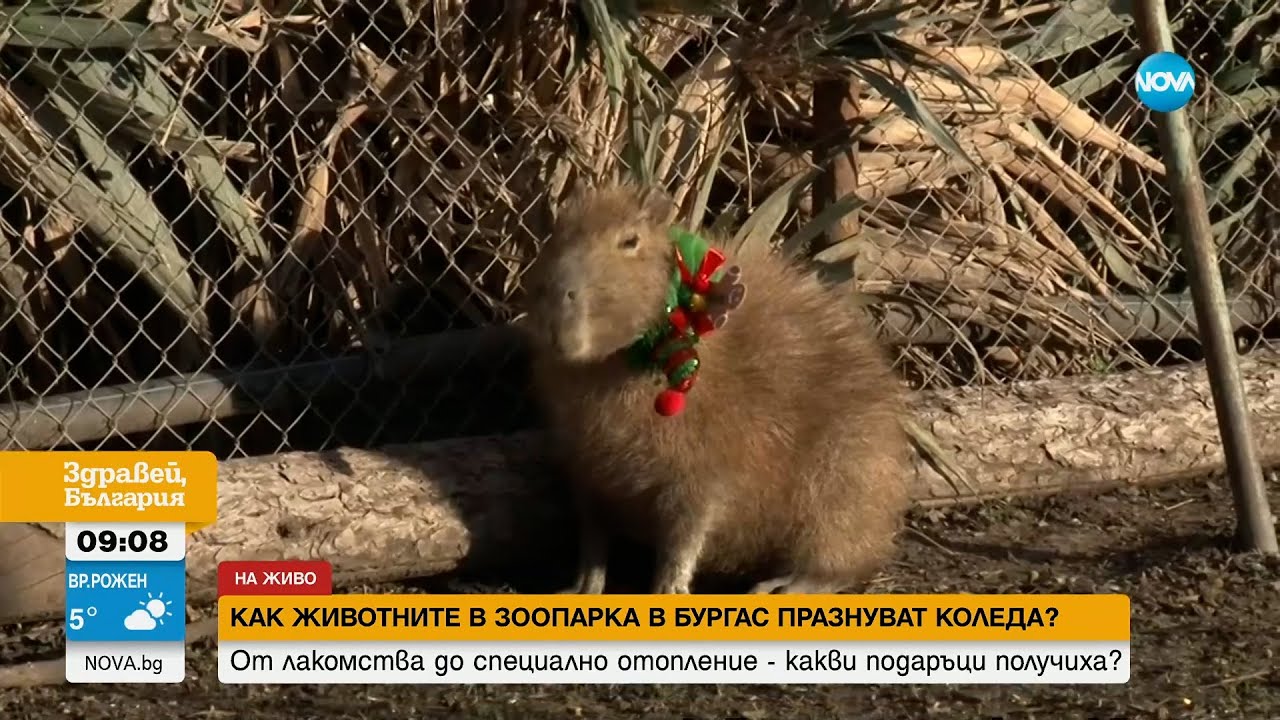 Дядо Коледа носи лакомства за животните в бургаския зоопарк - Здравей, България (25.12.2023)