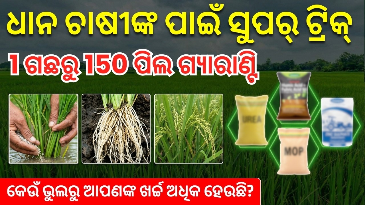 ଧାନରେ ଦ୍ୱିତୀୟ ସାର ସିକ୍ରେଟ୍! 1 ଗଛରୁ 150 ପିଲ | ଗୋଟିଏ ଭୁଲେ ଖର୍ଚ୍ଚ ଡବଲ୍!  dhaana chasa | Paddy farming