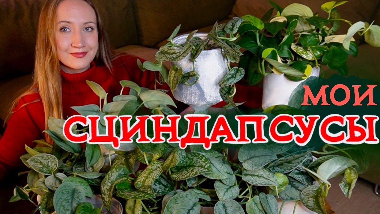 Мои СЦИНДАПСУСЫ | Обзор коллекции, список желаний
