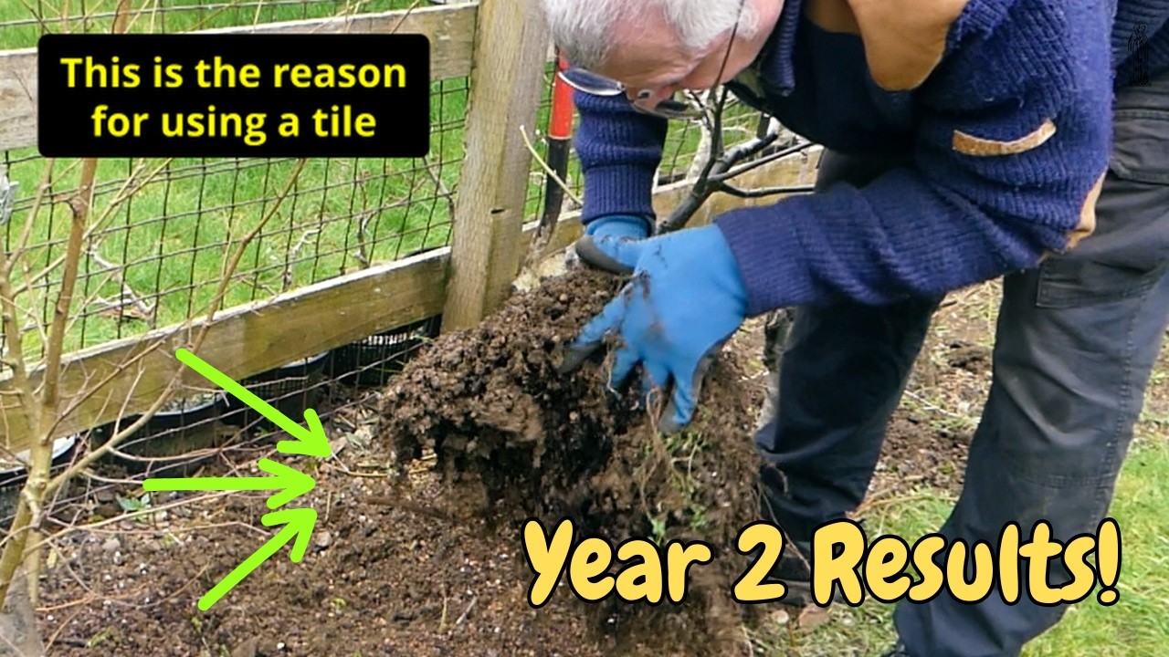 How to Grow Thick Bonsai Trunks | Year 2 Results Surprise Me!