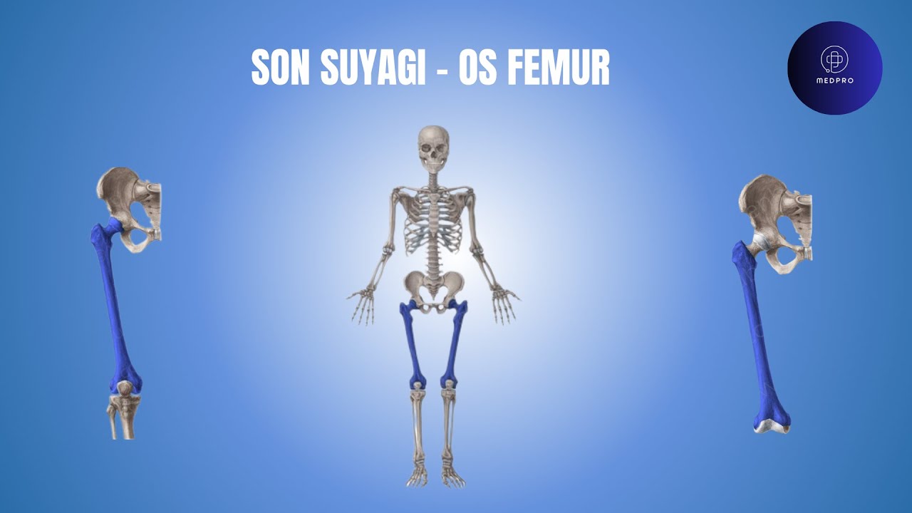 Son suyagi - Os femur