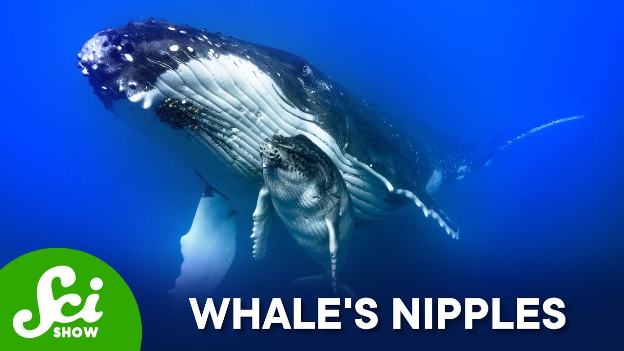Where Are A Whale's Nipples?