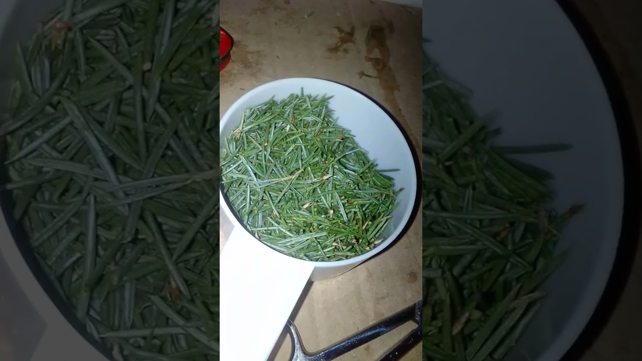 Making Pine Needle Tea (Quick and easy)