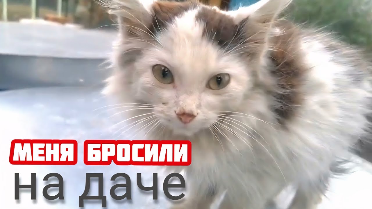 Котенок уже не плакал а молча ждал конца /help save a kitten