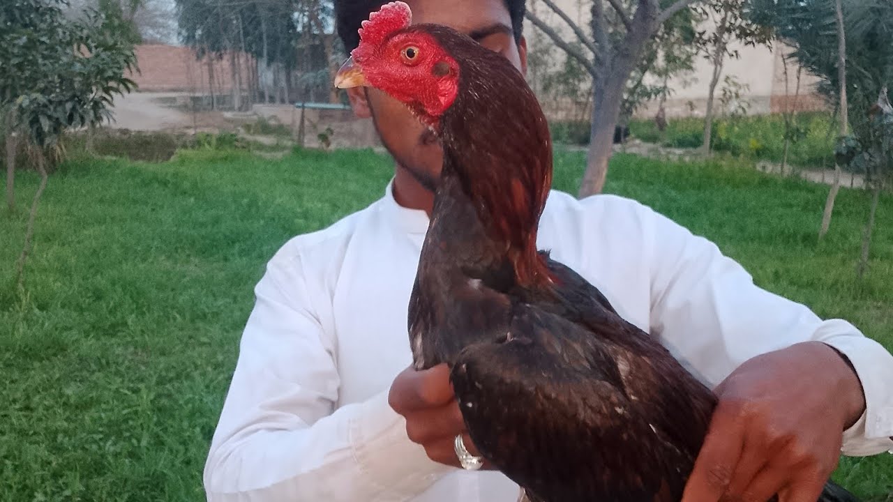 اصیل مرغ 🦅🦃 تاج 