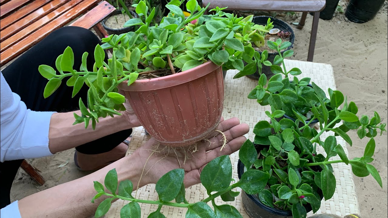نبات قطر الندي حي علم 🌺 مزهر متحمل يزرع بالأرض وبوعاء ومعلق ، اكثاره قمة السهولة ولا يحتاج عناية