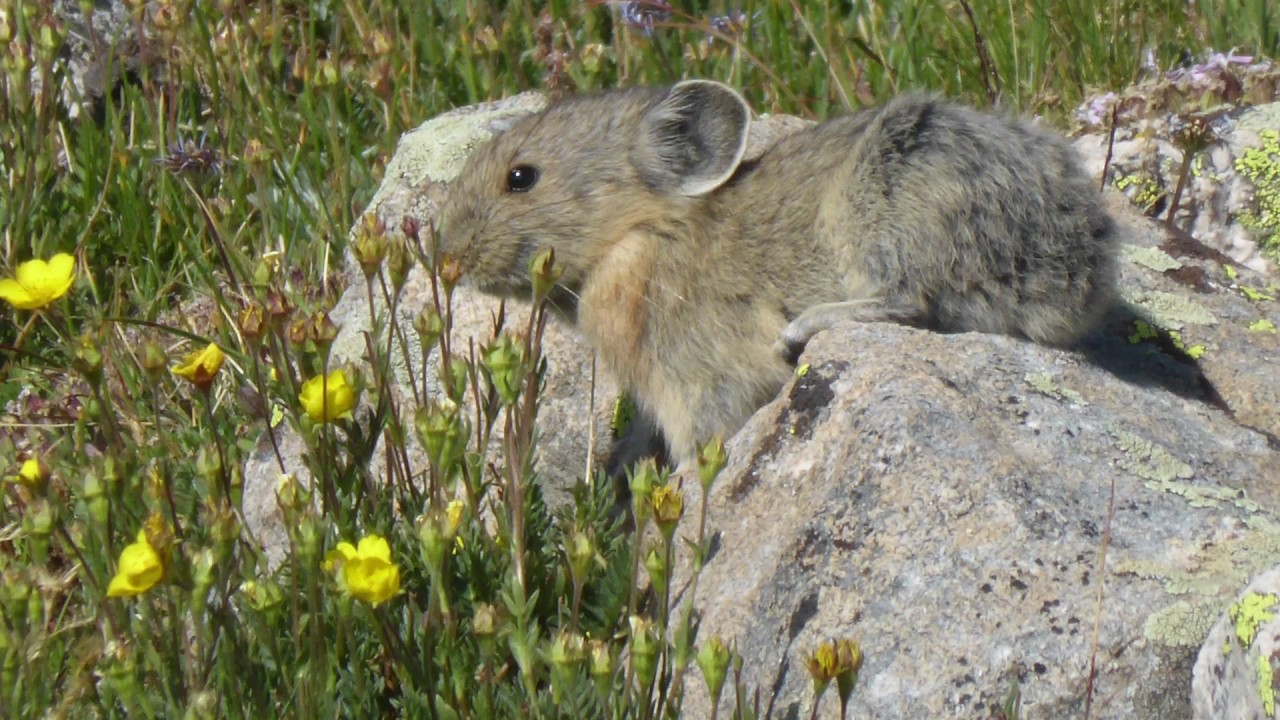 Why Pika Population are Declining