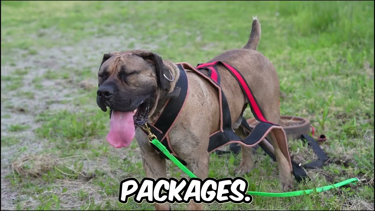 Boerboel Workout Session!!  !How we Build Muscle.