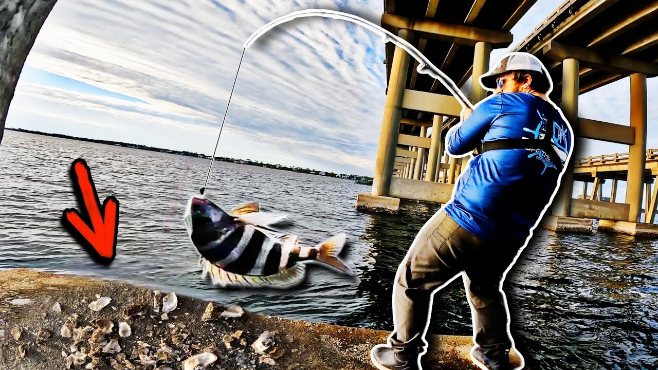 This Bait Gets Em Every Time! Sheepshead Fishing With OYSTERS
