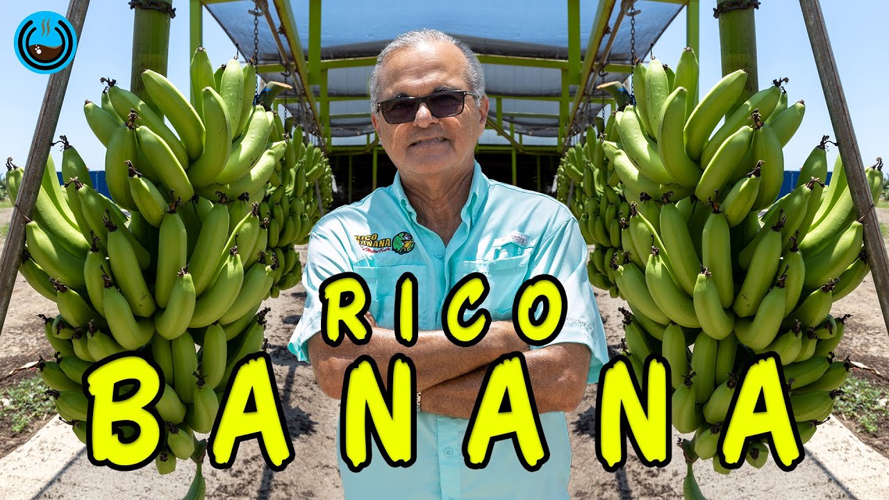 Rico Banana: La empresa que revolucionó la industria bananera en la isla
