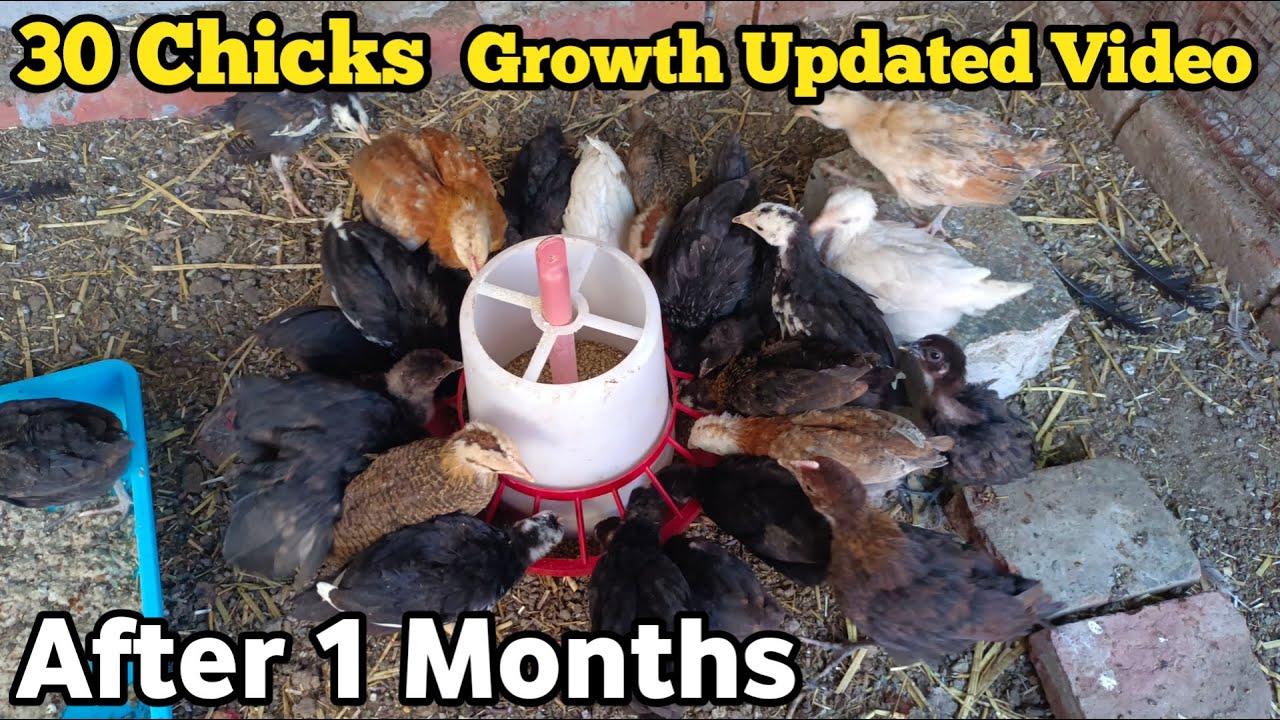 30 Chicks Growth After 1 Months Updated Video | देसी मुर्गी के चूज़े 1 महीने बाद