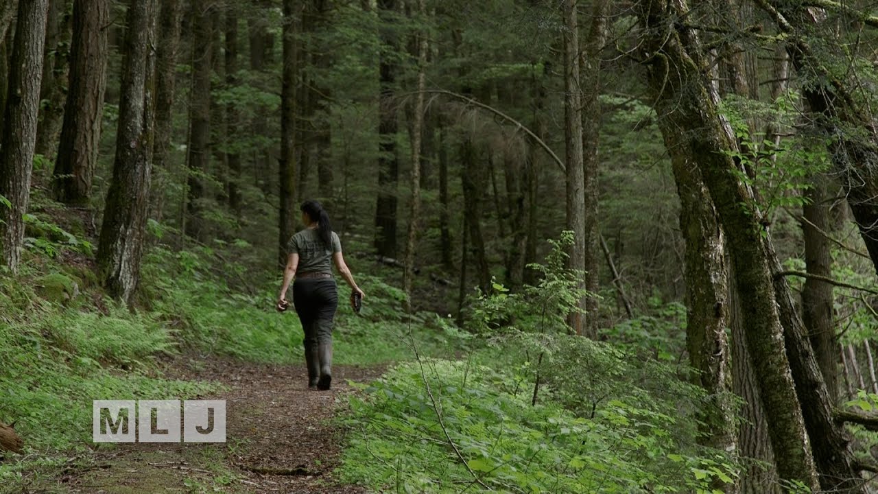 Historical forager finds abundance in the Adirondacks