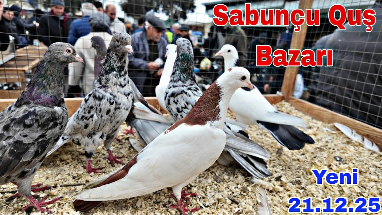 Sabunçu Quş Bazarı 21 dekabr 2025