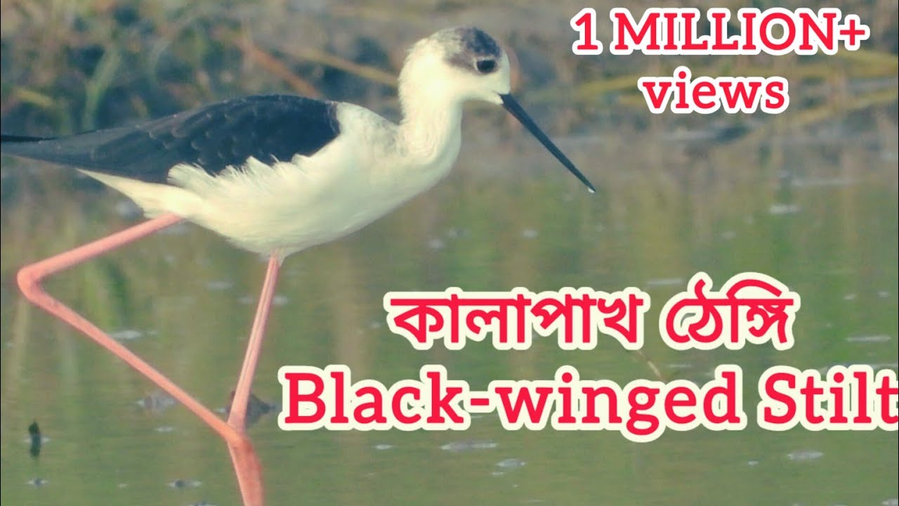 কালাপাখ ঠেঙ্গি-Black-winged Stilt