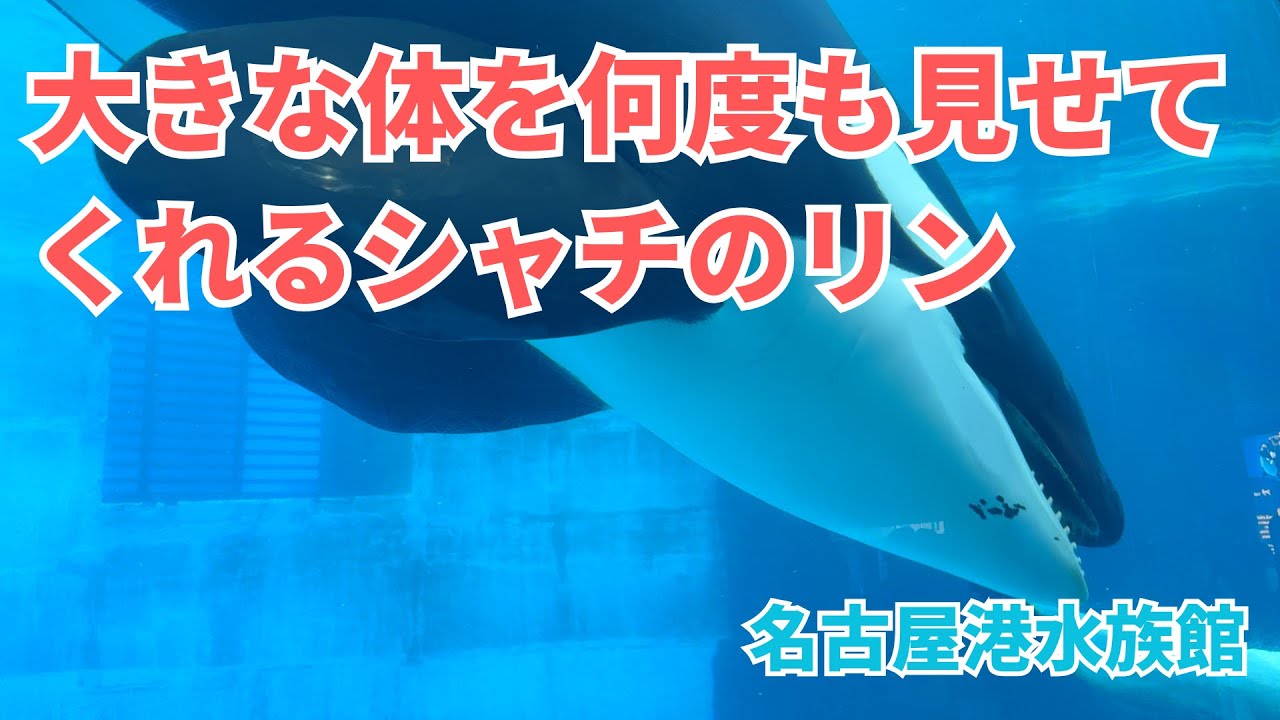 【名古屋港水族館】何度も目の前に！大きな体を見せてくれるシャチのリン