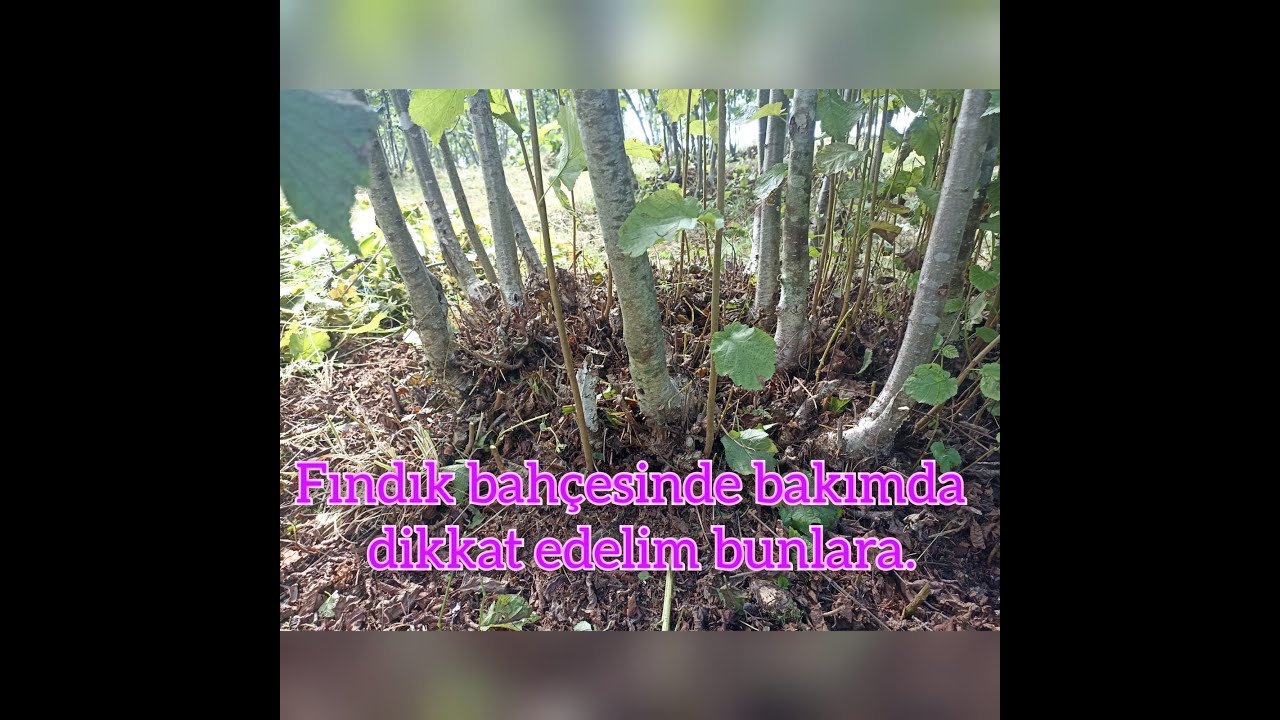 Fındık dalı keserken ve ışkın alırken dikkat edilmesi gerekenler.