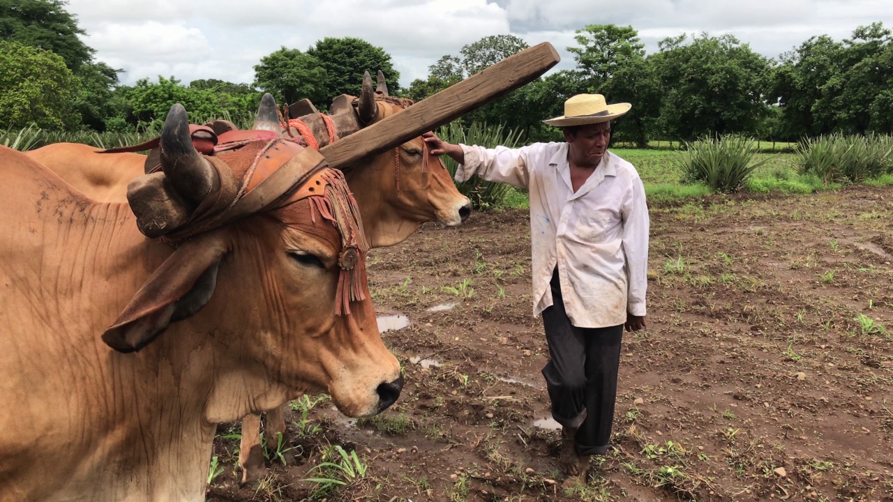 La gente trabajadora de El Salvador: Arando las tierras para los cultivos.