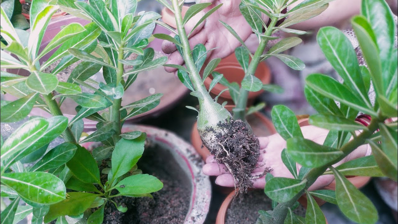 How to repot adenium baby plant ll Best potting mix ll Care tips ll