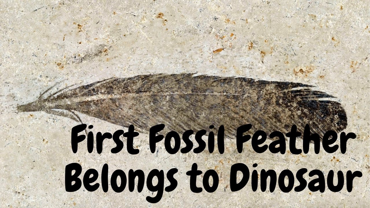 First Fossil Feather Ever Found Belonged to This Dinosaur.