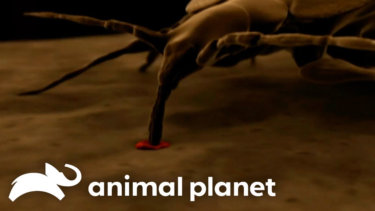 A Bad Case of the Bed Bugs | Monsters Inside Me | Animal Planet