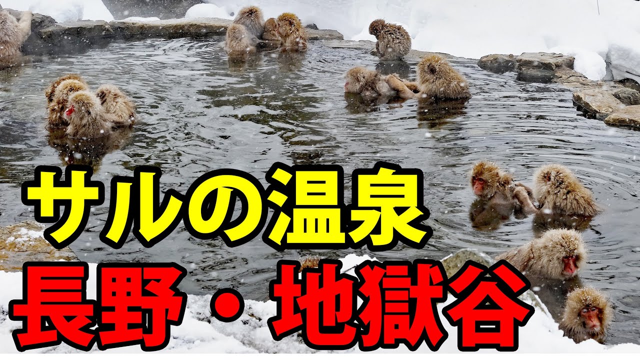 【長野1泊2日】サルの入浴する温泉に行ってきた（地獄谷野猿公苑） 3/10-101