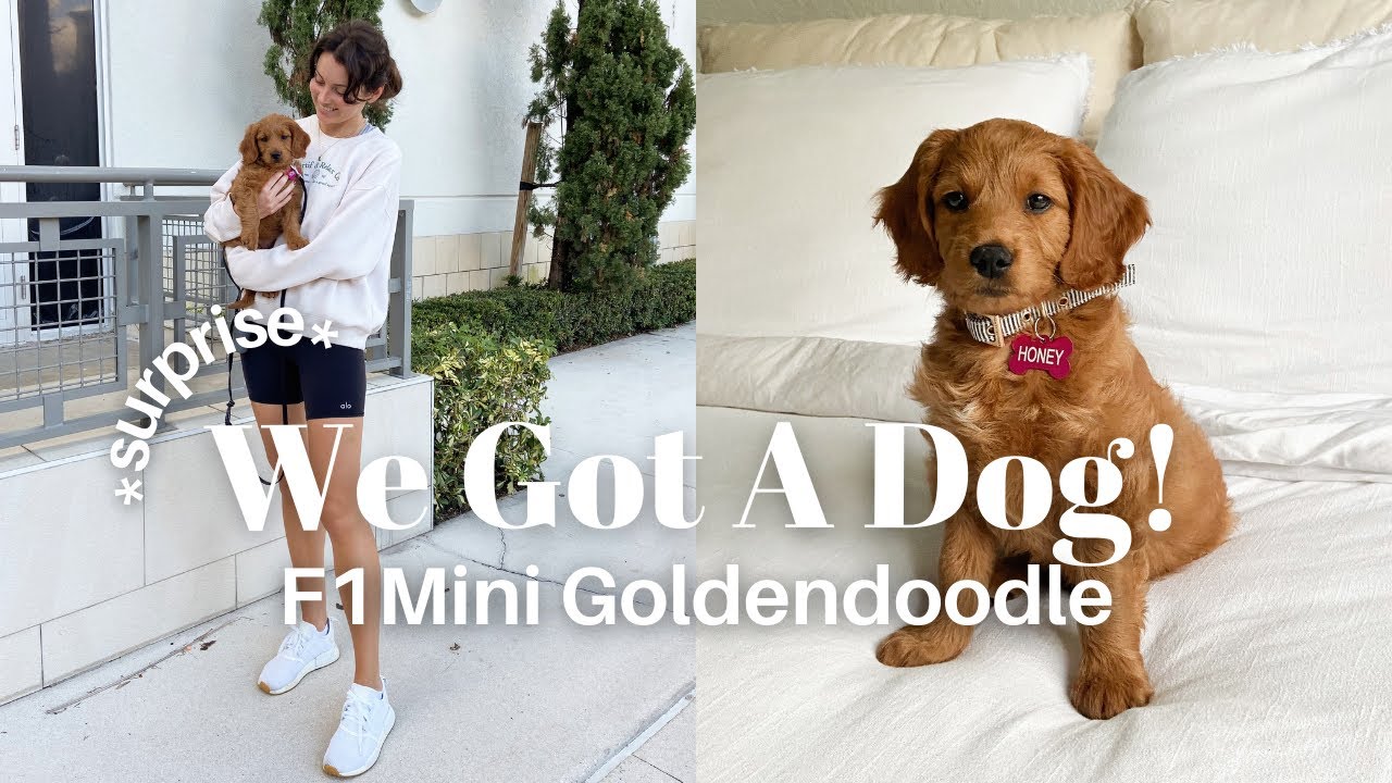*SURPRISE* WE GOT A PUPPY! 🐾 | Picking Up Our F1 Mini Goldendoodle + Her First Pup Cup