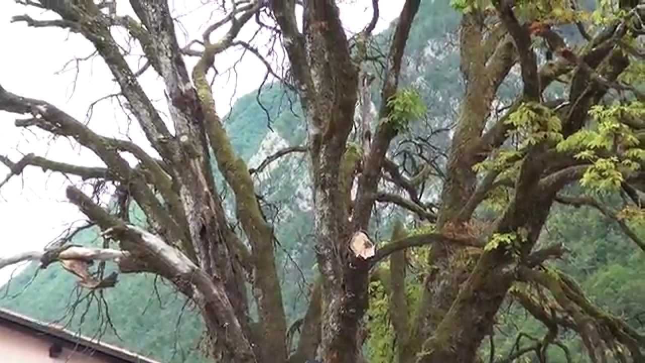 Kobarid - kostanj 21. jun. 2014