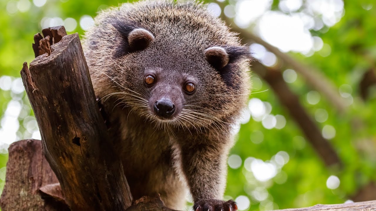 Interview de Pauline Kayser sur le binturong à la Ménagerie de Paris