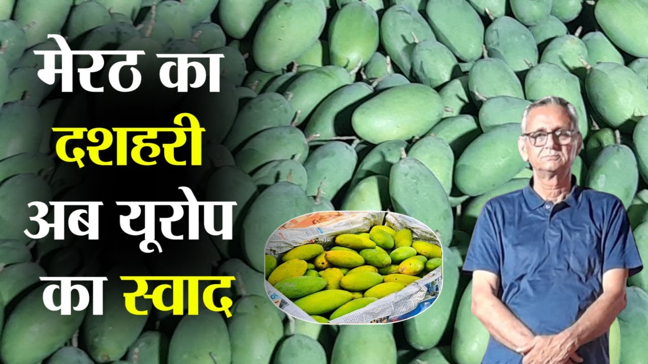 यूरोप में छाया मेरठ का दशहरी आम, बढ़ी मांग और पहचान #saralkheti #mango #meerut #farming #Agriculture