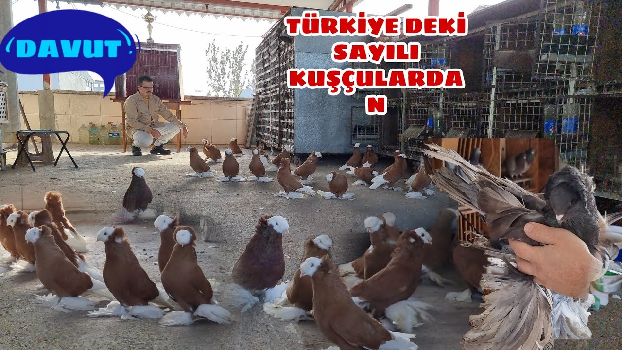 TÜRKLER YAPARSA EN İYİSİNİ YAPAR DEMEYE DEVAM EDİYORUZ  DAVUT ÇELİK KÜMESLERİ  POSTA MÜLEMANS DEMKEŞ