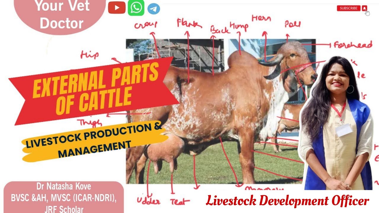 External parts of Cattle | Livestock Production & Management | Veterinary