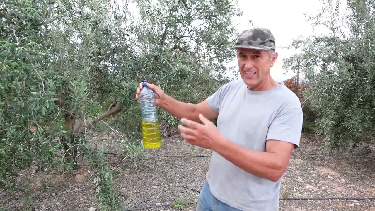 REMEDIOS SENCILLOS para controlar mosca del olivo, mosca de la fruta, mosca común y tuta del tomate